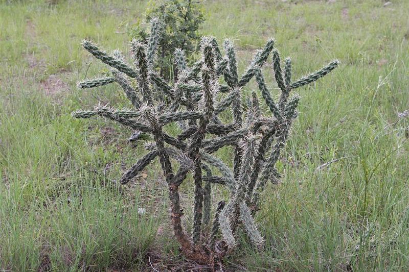 Cholla Cactus.jpg